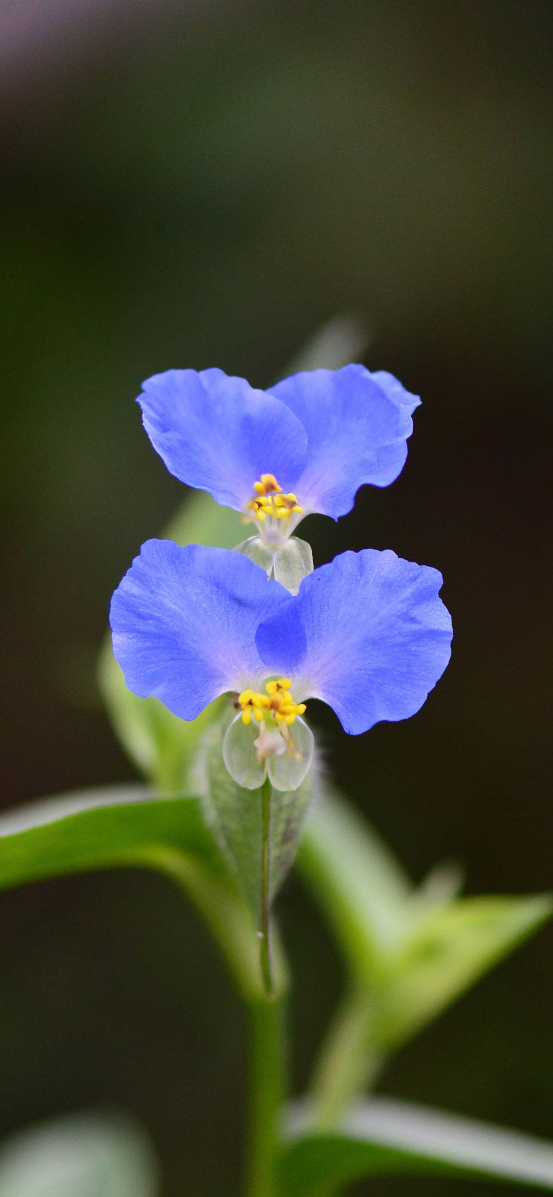 花 葉っぱ 昆虫などの壁紙 無料ダウンロード