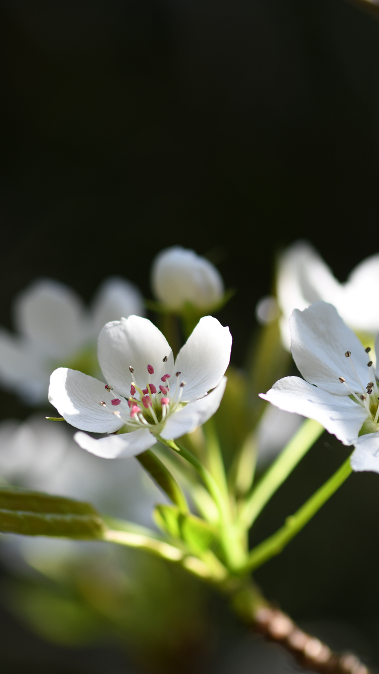 花 葉っぱ 昆虫などの壁紙 無料ダウンロード