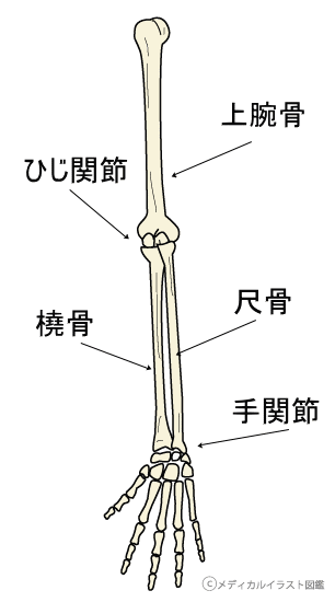 上肢の骨