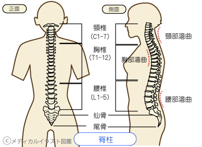脊柱の変形障害 運動障害及びその他の体幹骨の障害 交通事故sc
